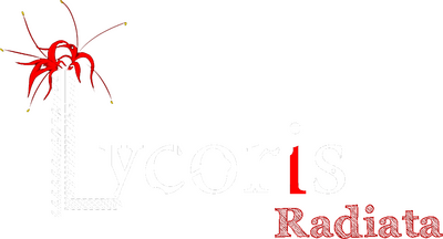 Lycoris Radiata's logo