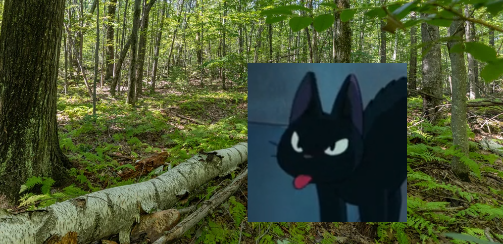 Protohawk in the forest