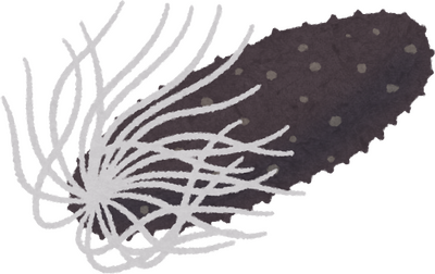 Sea Cucumber's image