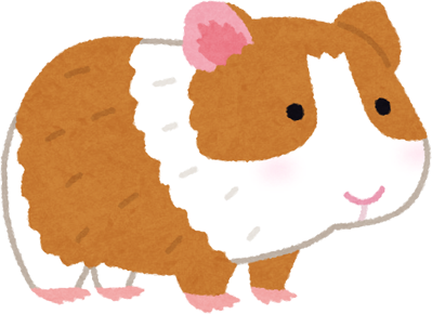 Guinea Pig's image