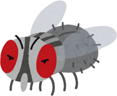 Fly's image