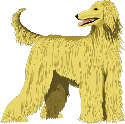 Afghan Hound's image
