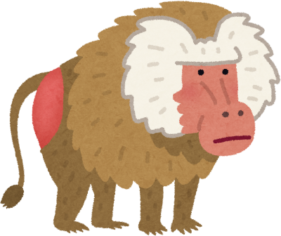 Baboon's image