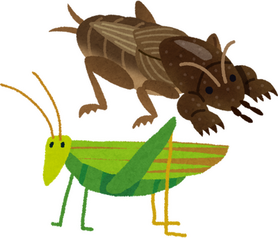 Cricket's image