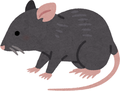 Rat's image