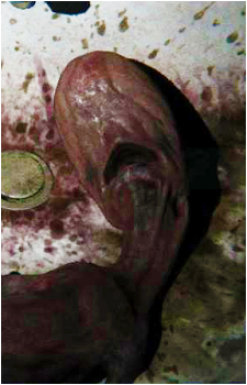 The Baby {P.T.}'s image