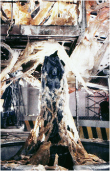 The Fungus's image