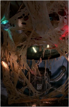 The Fungus