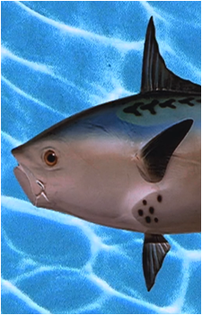 Realistic Fish Head