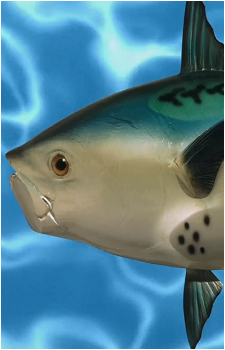 Realistic Fish Head's image