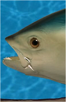 Realistic Fish Head