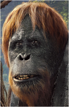 Raka's image