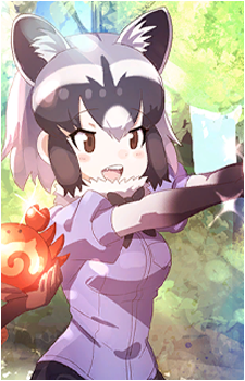 Common Raccoon
