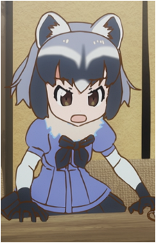 Common Raccoon
