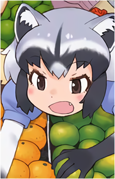 Common Raccoon