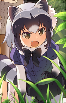 Common Raccoon