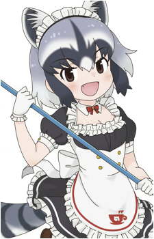 Common Raccoon
