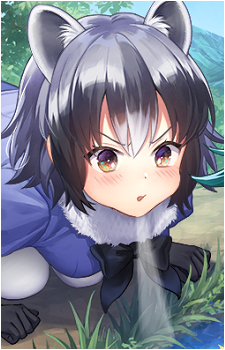 Common Raccoon