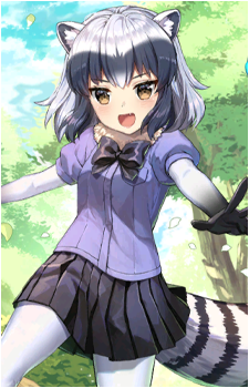 Common Raccoon