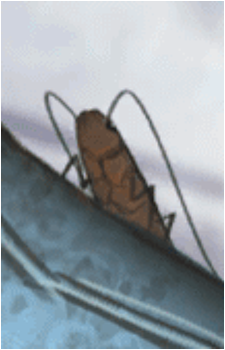 Gregor's Cockroach