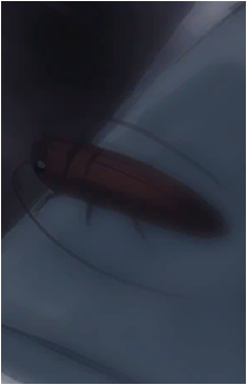 Gregor's Cockroach