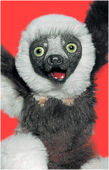 Zoboomafoo