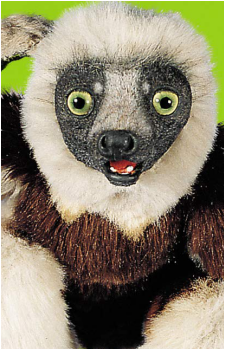 Zoboomafoo