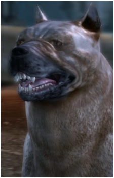 Dog's image