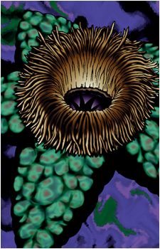 Armored Starfish's image
