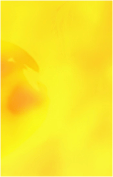 Image 33