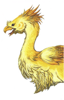 Chocobo (Species)