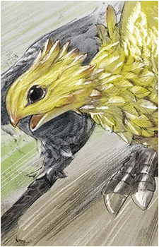 Chocobo (Species)