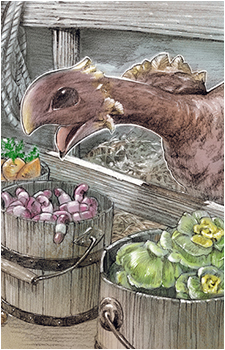 Chocobo (Species)