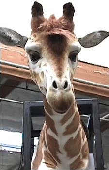 Geoffrey the Giraffe