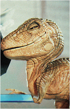 Yoshi's image