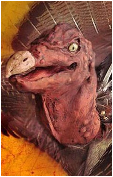 Turkie {TK}
