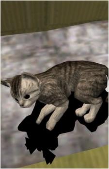 Kitten's image