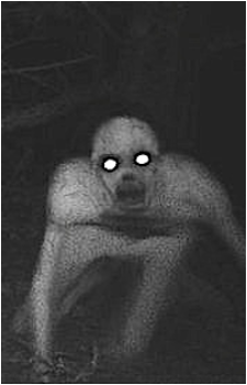 The Rake's image
