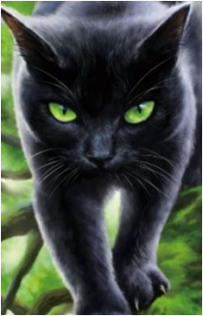 Hollyleaf