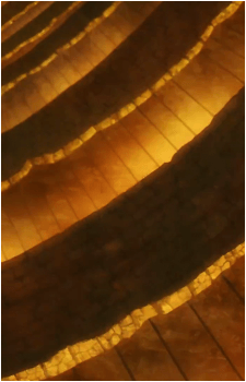 Image 65 of Loid Forger