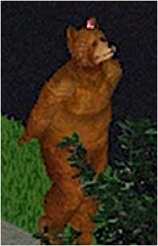 Claire the Bear's image