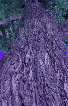 BIG STRONG TREE's image
