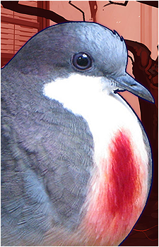 Anghel Higure's image