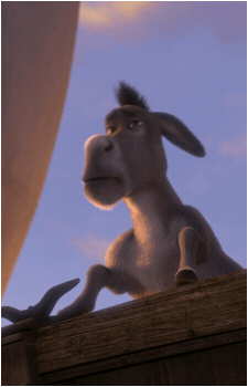 Image 15 of Donkey