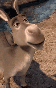 Image 13 of Donkey