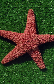Image 2 of Patrick Star