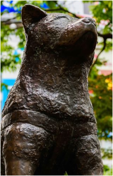 Hachiko