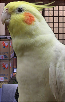 Leone JB's image