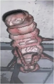 Snare Flea's image