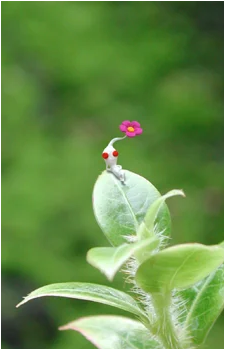 White Pikmin